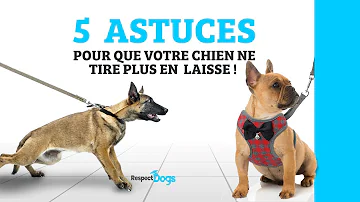 Quelle amende pour un chien non tenu en laisse ?