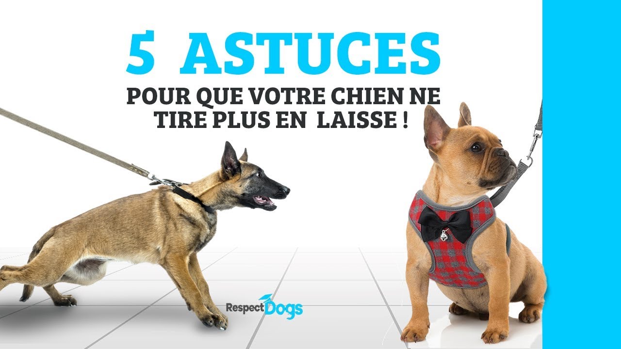 MON CHIEN TIRE EN LAISSE ! COMMENT FAIRE ? 