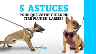 MON CHIEN TIRE EN LAISSE ! COMMENT FAIRE ?