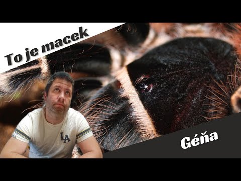 Video: Pavouk Acanthoscuria geniculata: životní styl a pravidla údržby