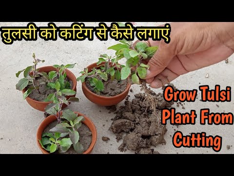 How to grow tulsi plant from cutting | तुलसी  को कटिंग से कैसे लगाएं| Tulsi | Benefits |With Update