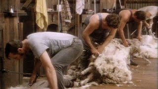 (MOJO Classics) Tooheys Country Special Beer &quot;Shearing&quot; Ad - 1982