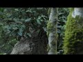 Bigfoot Footage from Vancouver