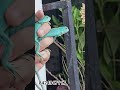 aqua blue iguana bebys available in Mumbai #iguana #blueiguana #pets #iguanalovers
