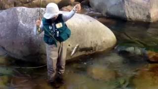 九州の山岳渓流にて ヤマメ釣り