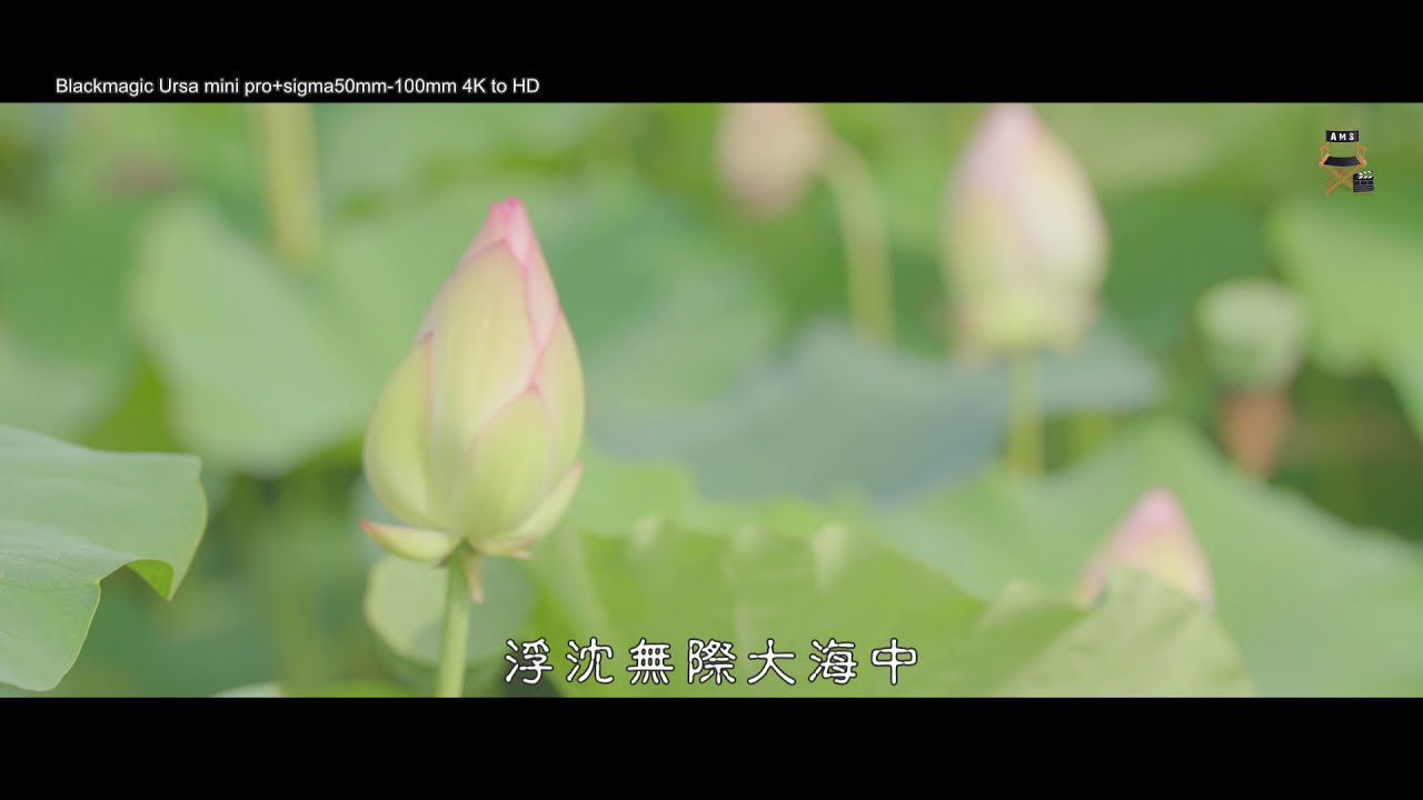 慈濟歌選-生生世世都在菩提中