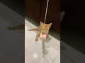 #mikey baby kitty 🐈😘 #shorts #cat #cats #catvideos #catlover #cute #pets #yt #viral