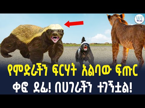 የምድራችን ፍርሃት አልባው ፍጡር ቀፎ ደፊ በሀገራችን ተገኝቷል 