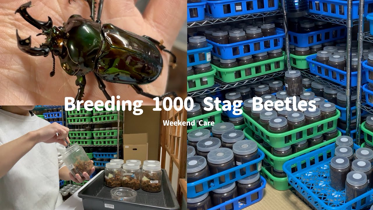 クワガタを1000匹飼育する人のリアルな休日