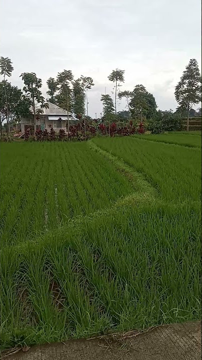 story wa jalan-jalan siang hari naik motor