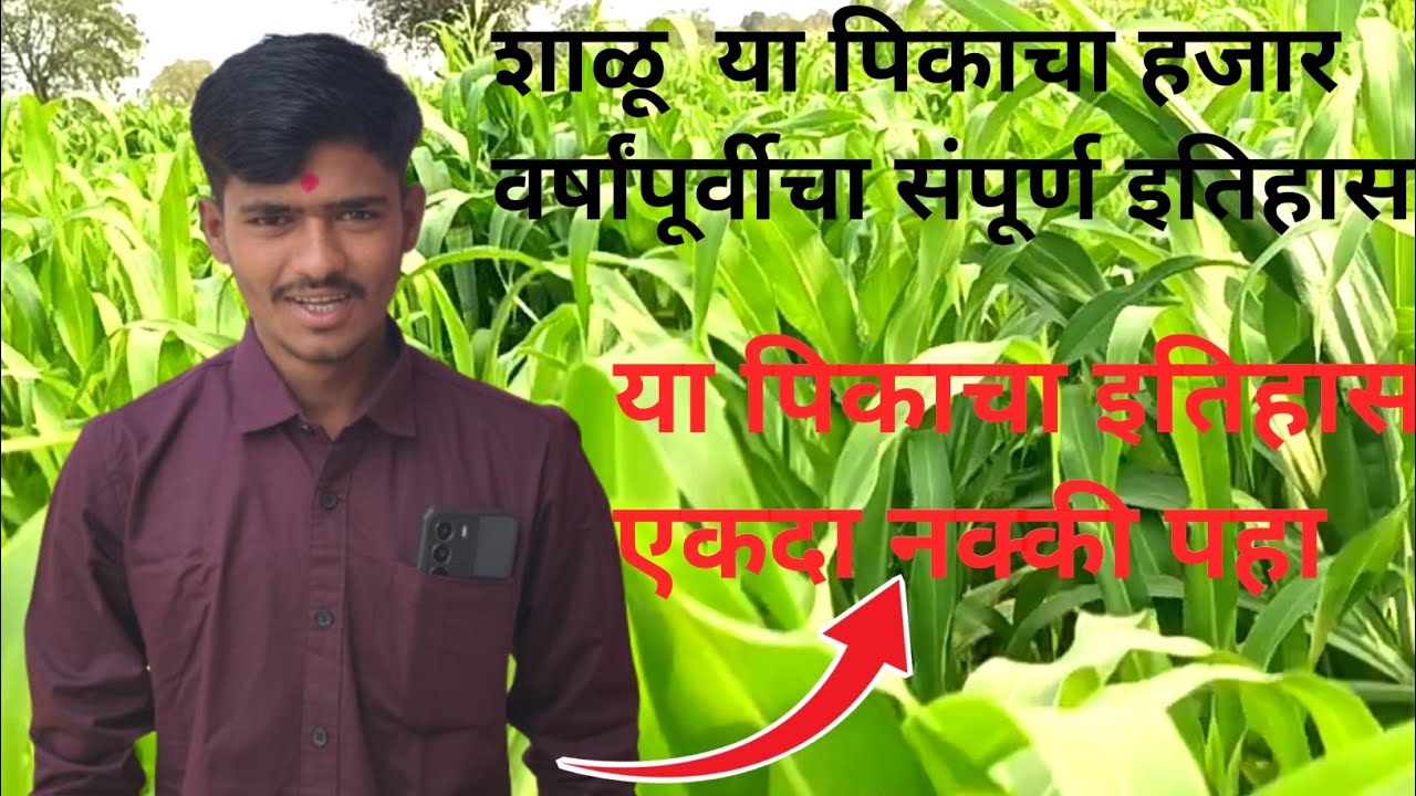 शाळू (Sorghum) - शाळू चा हजारो वर्षाचा इतिहास