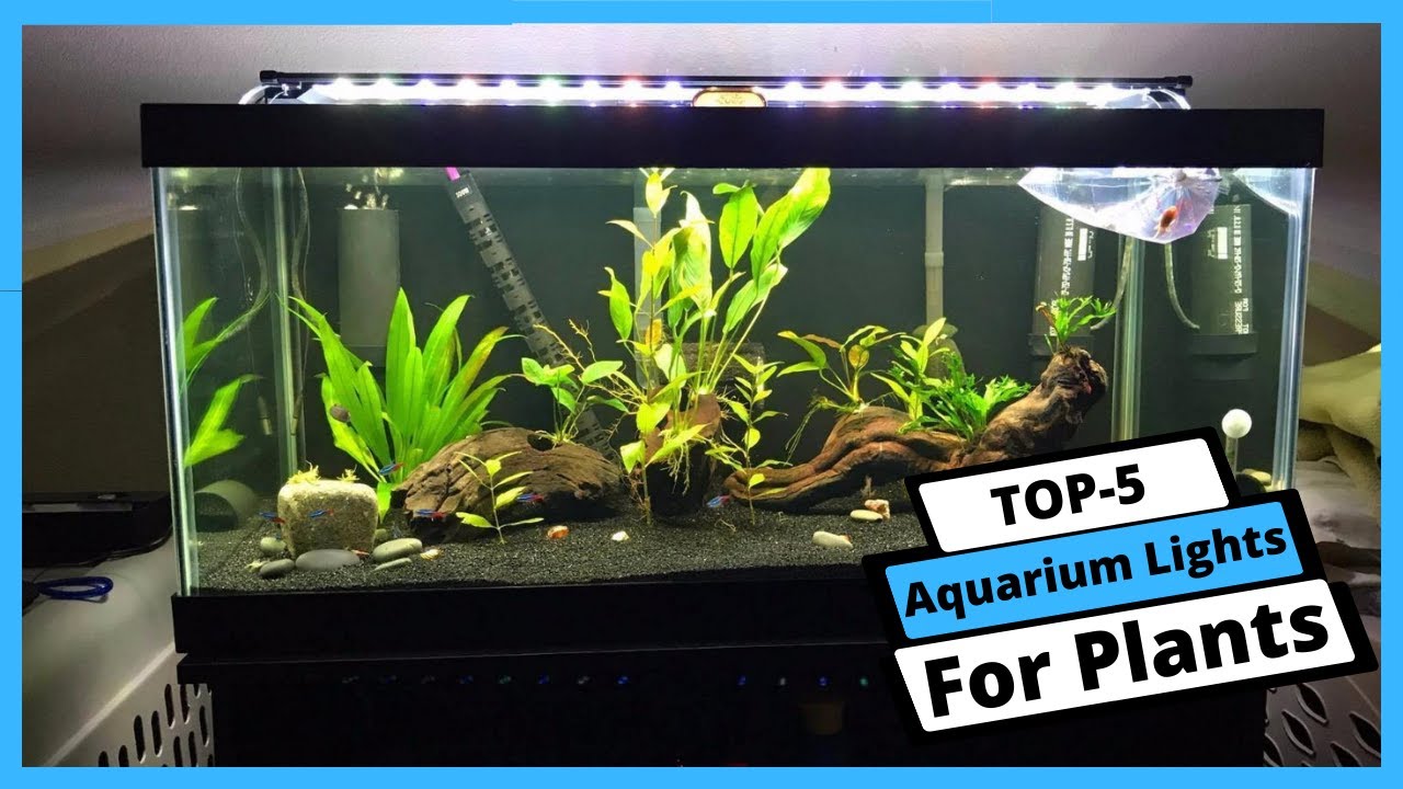 Best Aquarium Lights For Plants Aquarium Lights For Plants [You Can