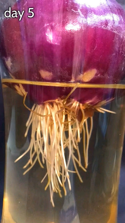 TIME LAPSE ,onion growing for 17 days in 12 seconds, grow light link in bio