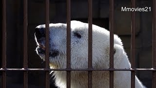 デナリの行動で気持ちがわかる~Polar Bear 