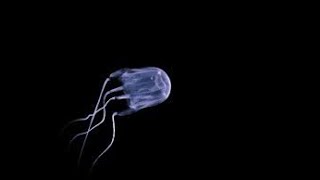 Box Jellyfish: The Alien Among Us