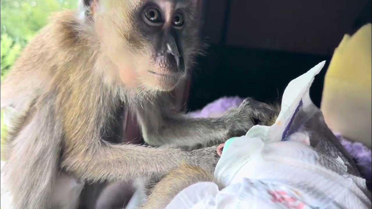 ASMR Completely Relaxing Ralphie D Monkey Grooming YouTube