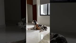 Puppy Plays With Great Dane's Ear  1454306