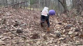 Black Doberman Female - Green Collar by Von Hohenhalla Dobermans 366 views 1 year ago 1 minute, 36 seconds