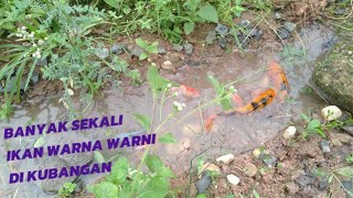 wow !! serunya menangkap ikan di kubangan