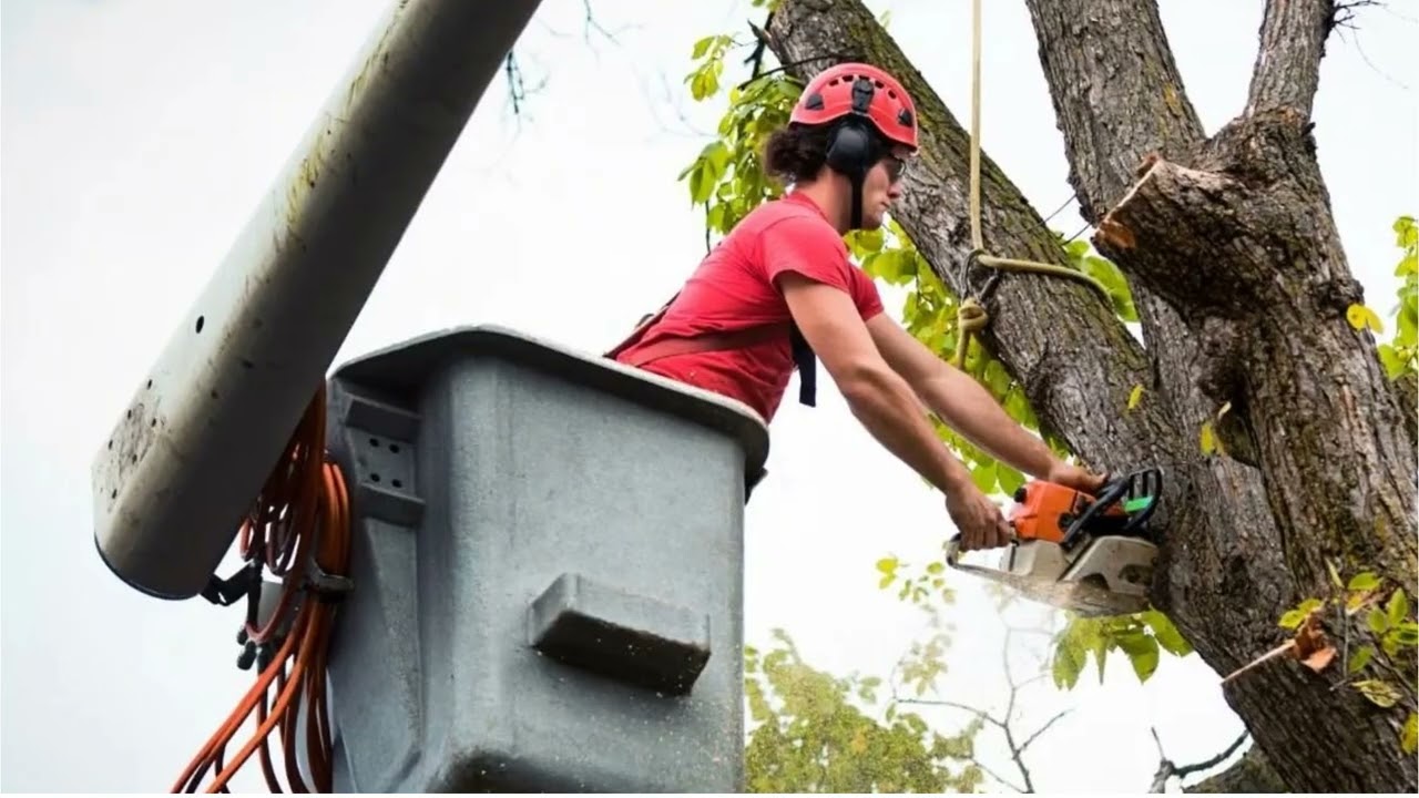 Timber Cuts Tree Service : #1 Tree Removal Services in Kaysville, UT