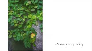 Final Project Slideshow Assignment