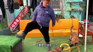 这两天马犬哪个更听话#马犬 #马犬魅力 #精品马犬 #训狗