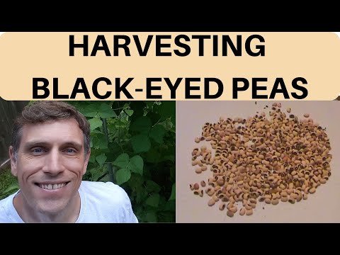 Video: Black-Eyed Peas Dyrkingsinformasjon - Tips for planting Black-Eyed Peas