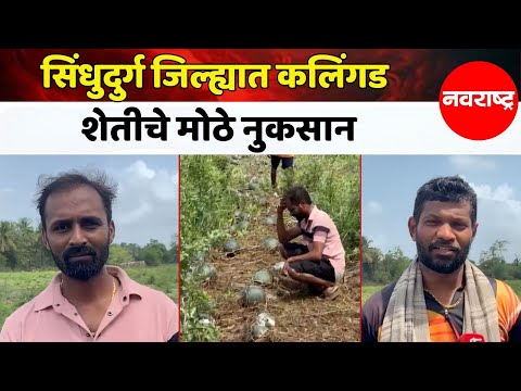 Sindhudurg : सिंधुदुर्ग जिल्ह्यात कलिंगड शेतीचे मोठे नुकसान | Navarashtra