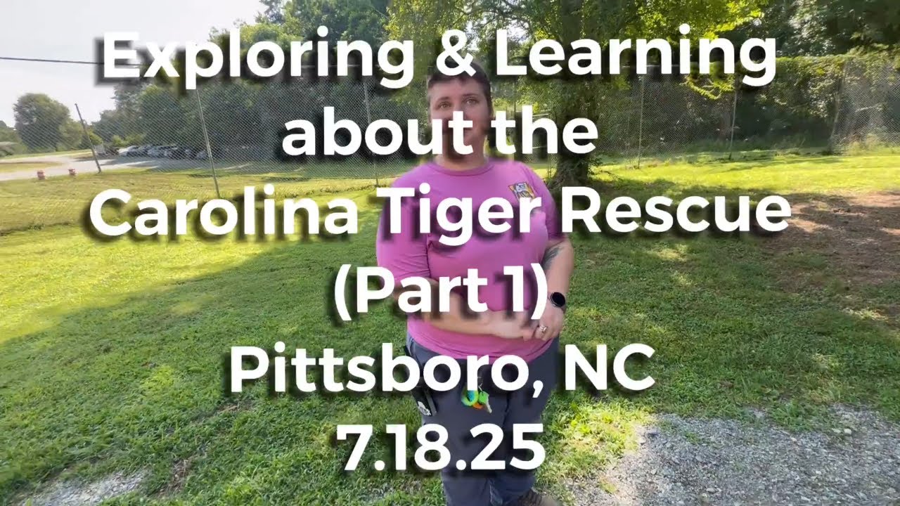 Animals in Control: The Surprising Truth About Carolina Tiger Rescue ...