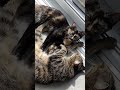 Ah LтАЩamour ЁЯШВЁЯдг Ah LтАЩamour ЁЯШВЁЯдг