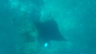 Manta Rays in Indonesia