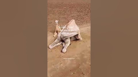 واذا المؤدوة سئلت باي ذنب قتلت سورة التكوير عبدالباسط عبدالصمد