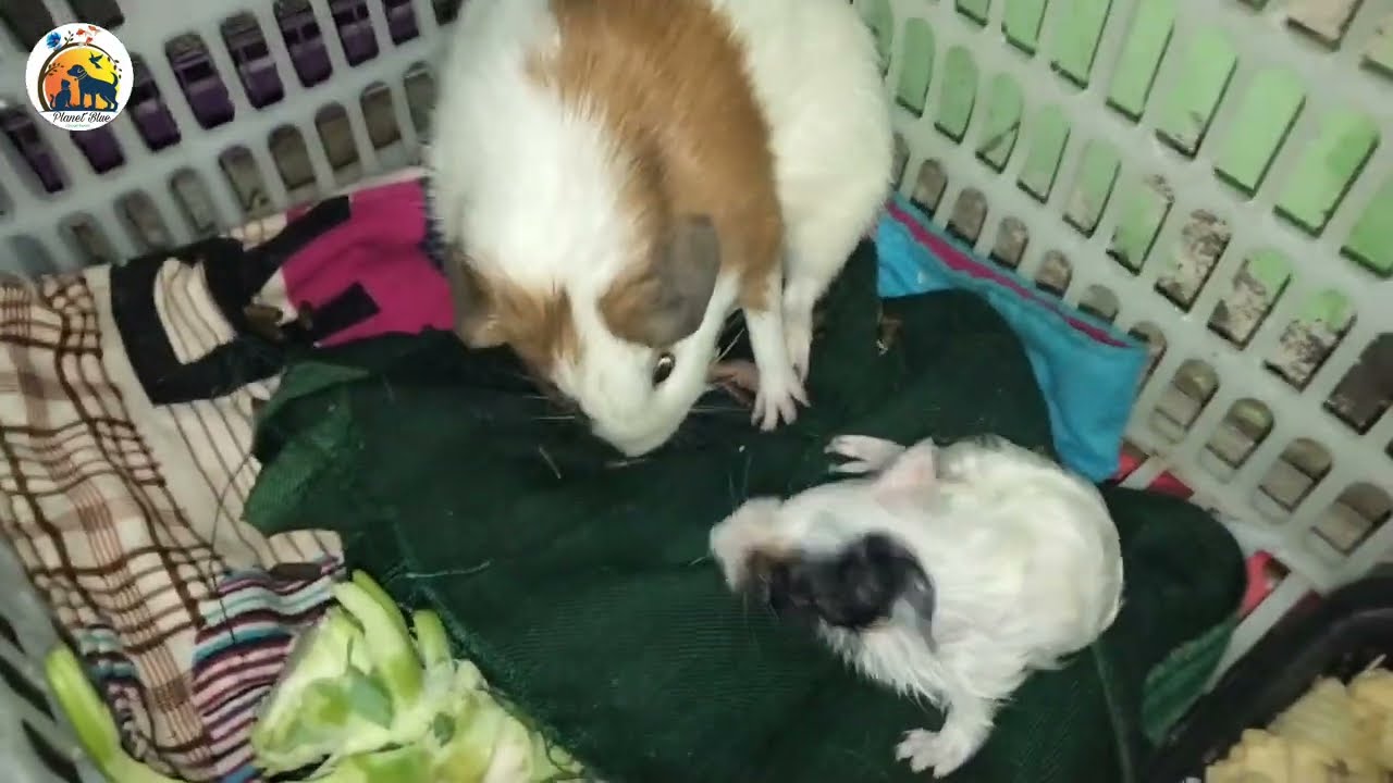 Guinea Pig Giving Birth || Full HD video