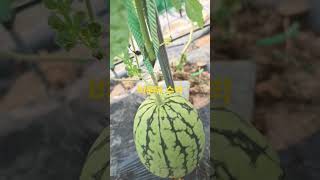 머한가,가방끈 축처져붓네 #농사 #수박 #쇼핑 #왕마트 #farming
