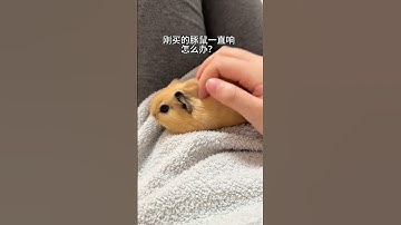Thumbnail of Why does the guinea pig that I just bought keep ringing? What to do if I urgently call guinea pi