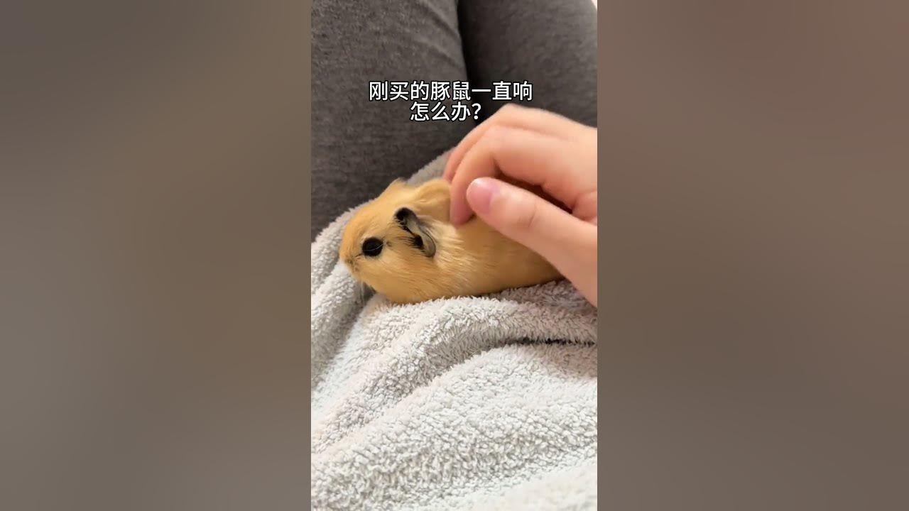 Why does the guinea pig that I just bought keep ringing? What to do if I urgently call guinea pi