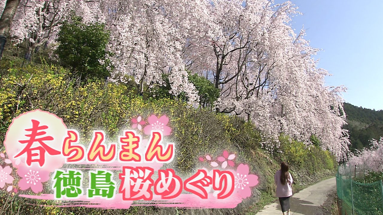 桜舞う春本番 おすすめお花見スポット【テレビトクシマ】