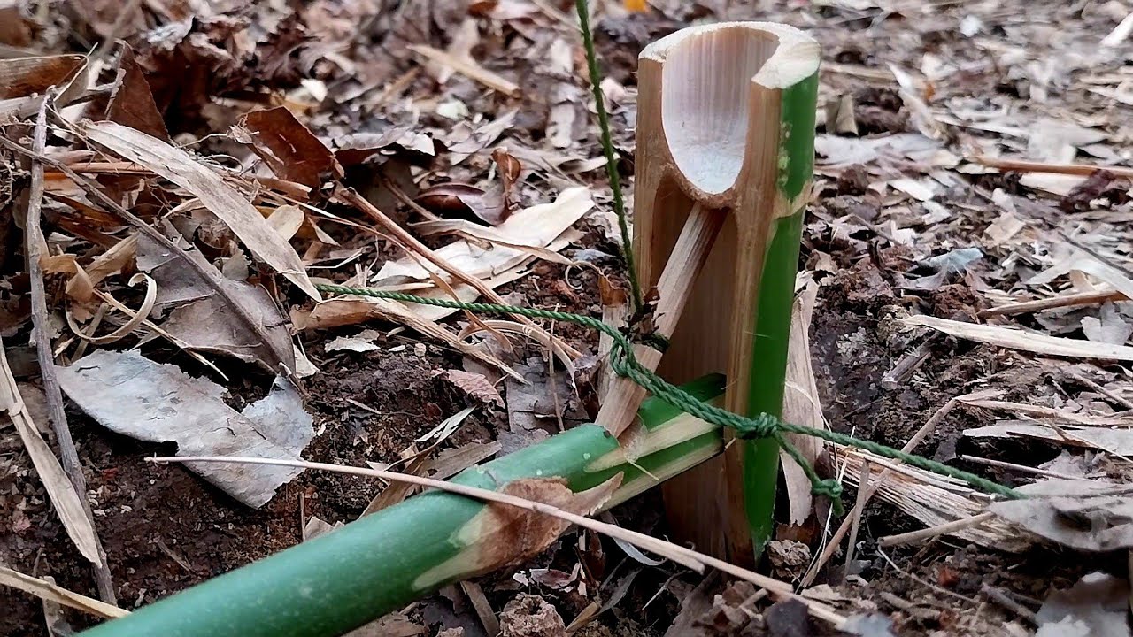 กับดักสัตว์ กับดักสัตว์ป่าดั้งเดิม ที่ไม่มีใครบอกต่อ |Animal trap