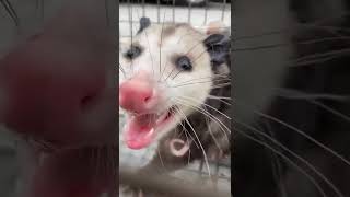 Baby Opossums Make Squeaking Sounds Guide