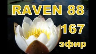 RAVEN 88 ЭФИР 167