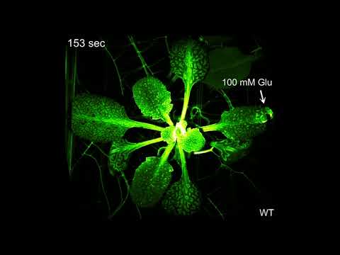 Neurotransmitters trigger defense responses in plants