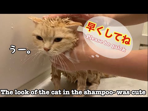 泡入りのシャンプーをしたら、ライオンみたいな頭になりとっても可愛いかった！The look of the cat in the shampoo- was cute！