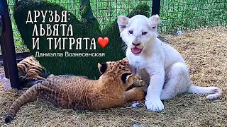 Маленькие Марсельевичи, Чуковна, тигрята и белый львёнок.❤ Тайган. Lion cubs. Tigr cubs.Taigan.