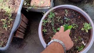 Conteúdo O Tiozinho Apresentando Sua Orta.