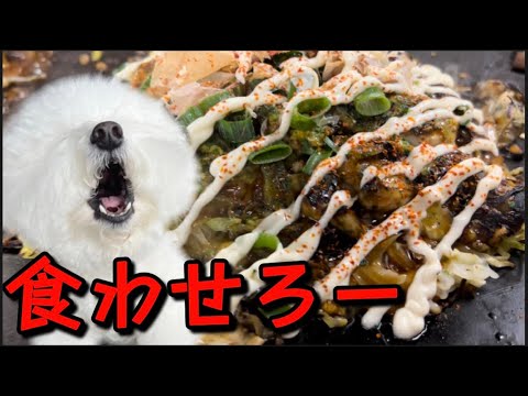 寒さの風物詩🦪岡山のB級グルメ【カキオコ】ビションフリーゼ三姉妹は車でお留守番の巻
