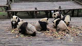 2017.04.20パンダ食事（成都）