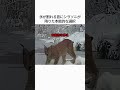 凍った川で危険を察知した野生動物の『本能的な選択』とは？