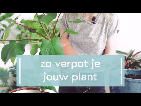 Zo verpot je jouw plant