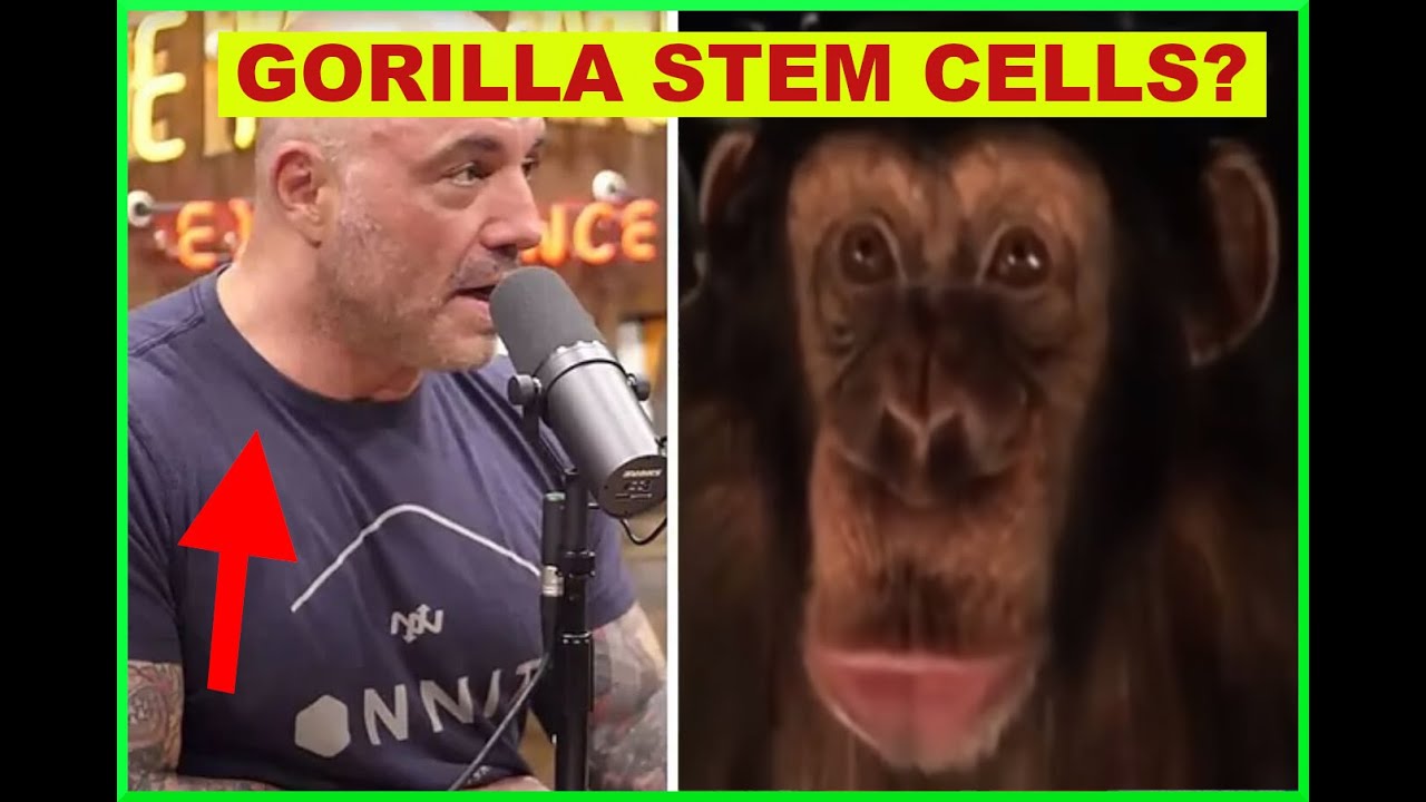 Joe Rogan on taking GORILLA STEM CELLS #clips #ai - YouTube