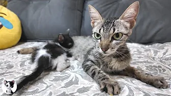 Tiny 1.9kg Mom Cat Loves Her Kitten Too Much… Heartwarming Stray Cat Parenting